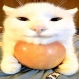 миска поноса [🍎🐱] Logo