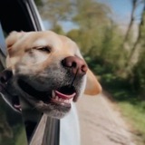 Фидель 🐾 The yellow lab Logo