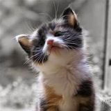 Cute Cats / Kittens Gifs Logo