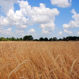 Ружинська громада Logo