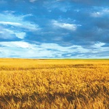 Наша Батьківщина Logo