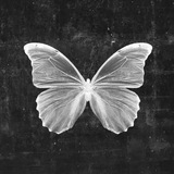 나비 🌸 Logo