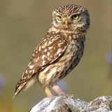 Північний Сич 🦉 Logo