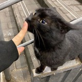 𝕻𝖍𝖔𝖙𝖔 𝖇𝖆𝖙𝖑𝖑𝖊🐈‍⬛ Logo