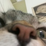 cat posting Logo