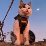 Котячі Хроніки Logo