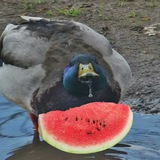 🍉 Ммммммм, мєми мої мєми 🇺🇦 #УкрТґ Logo