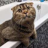 Пан Котик Logo
