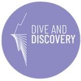Dive&Discovery Research | Опитування Logo