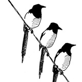 Forty magpies in a trench coat Logo