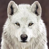 White Wolf Logo