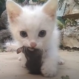 Котики на аву Logo