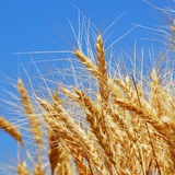 Agribusiness in Ukraine Logo