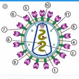 Поні🐎Маю COVID-19👑🤢👑Коронавірус Logo