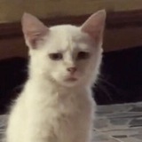 Чомусуке 🐾 Logo