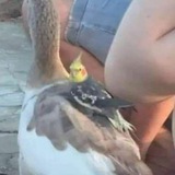 Пиздецома Logo