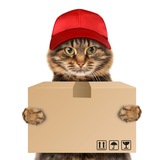 🐈Кот везёт Logo