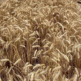 OLK Agro /Закупівля зерна 🇺🇦 Logo