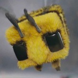 CrazyBee🇺🇦 Logo