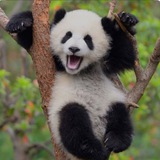 Funny Animals 🐶🐱🐼🦧🙈 Logo