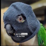 Папук поцупив🦜 Logo