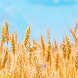 Вільні/окуповані землі України Logo